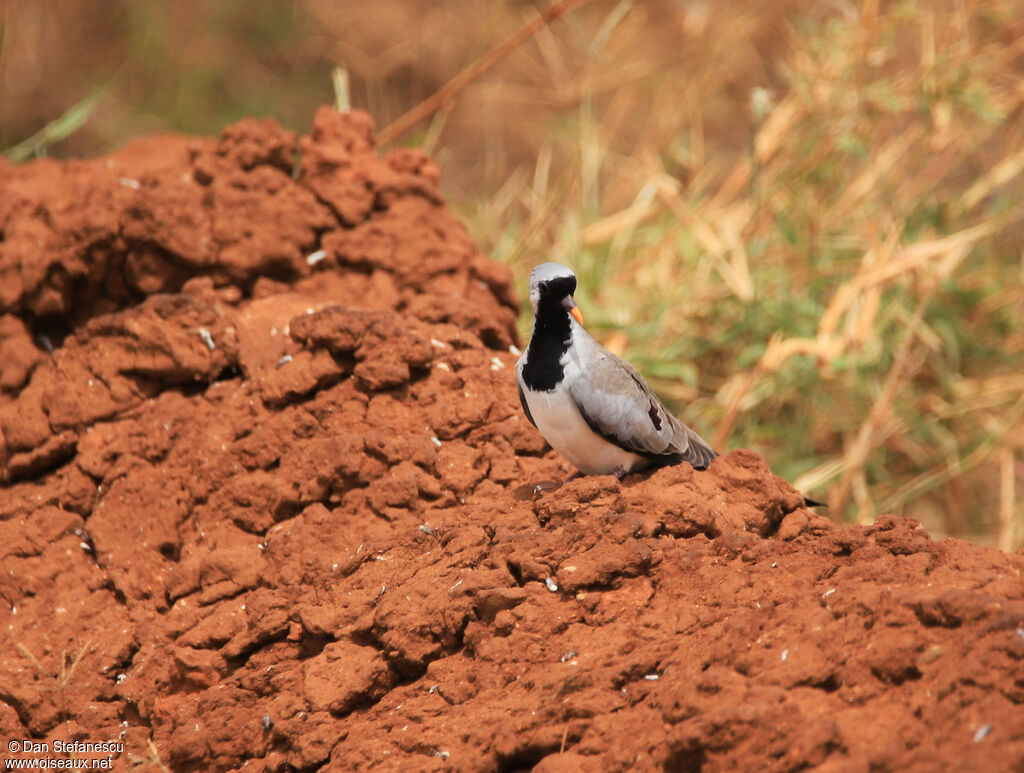 Namaqua Dove male adult