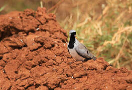 Namaqua Dove