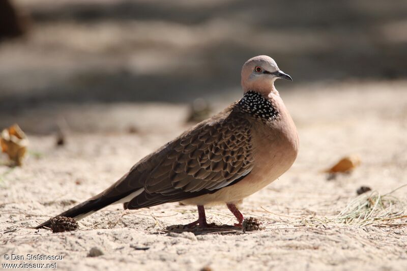 Spotted Doveadult, walking