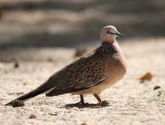 Spotted Dove