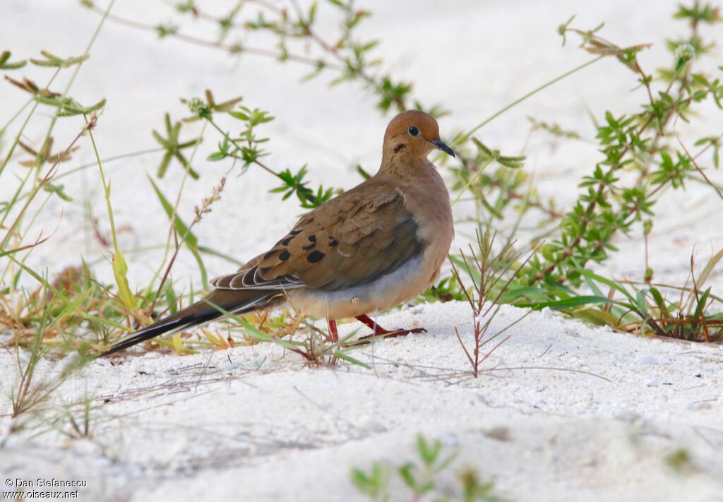 Mourning Doveadult, walking