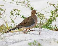 Mourning Dove