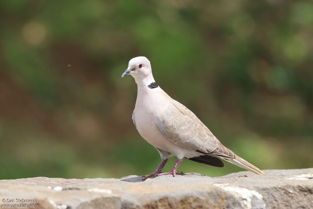 Eurasian Collared Doveadult, walking