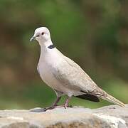 Eurasian Collared Dove