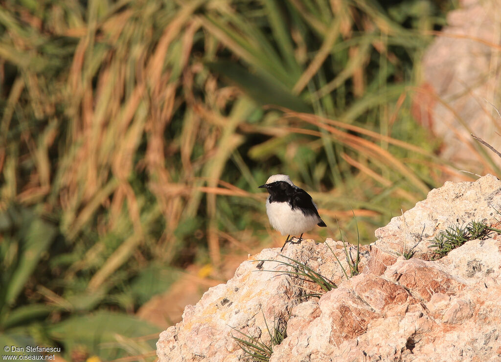 Finsch's Wheatear male adult