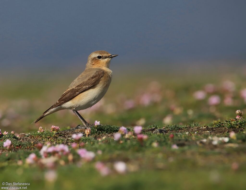 Northern Wheatear female