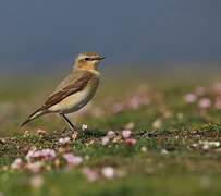 Northern Wheatear