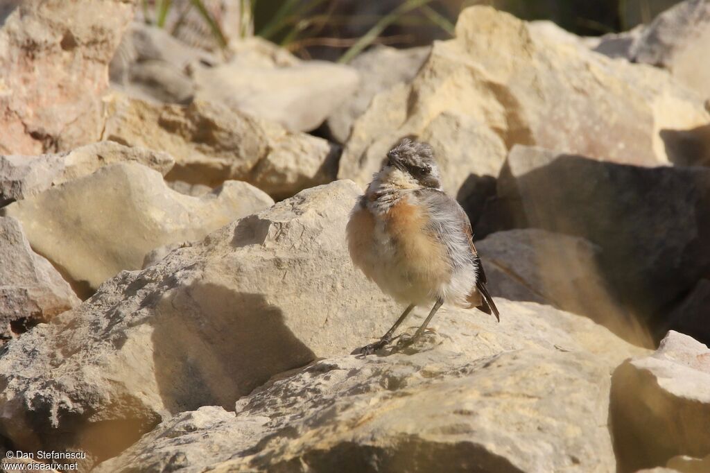 Northern Wheatearjuvenile