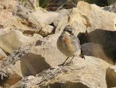 Northern Wheatear