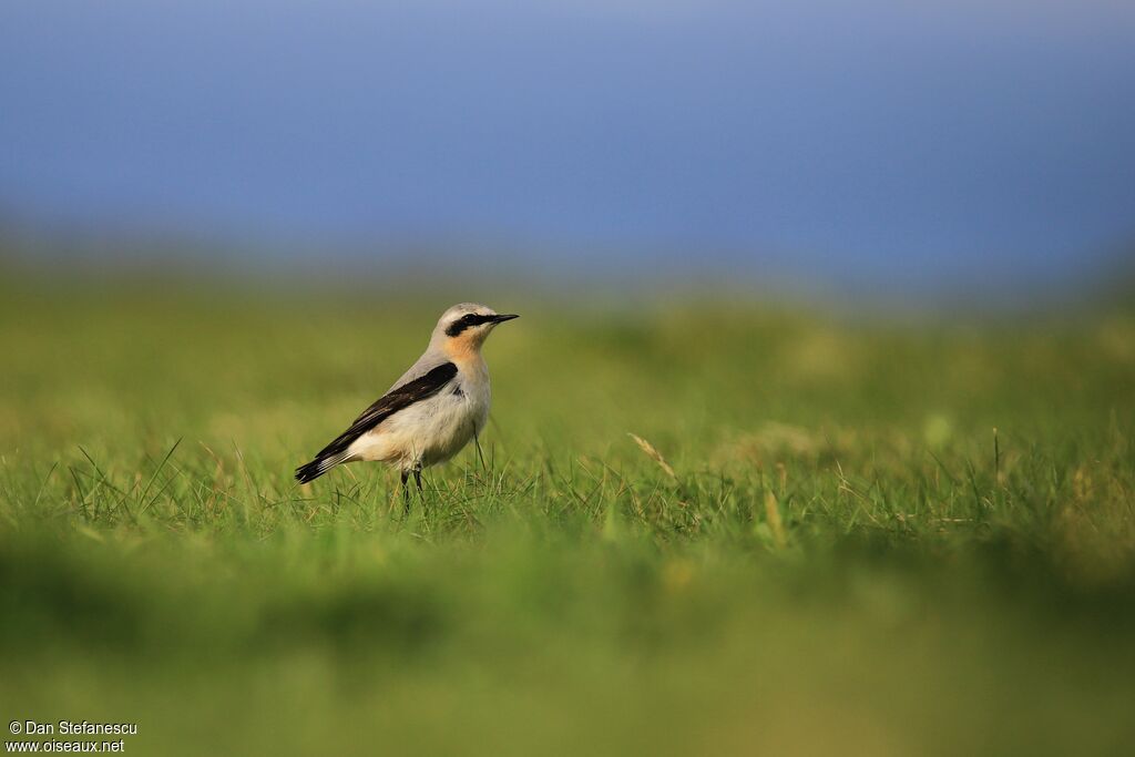 Northern Wheatear male adult breeding