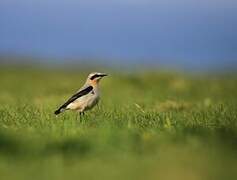 Northern Wheatear