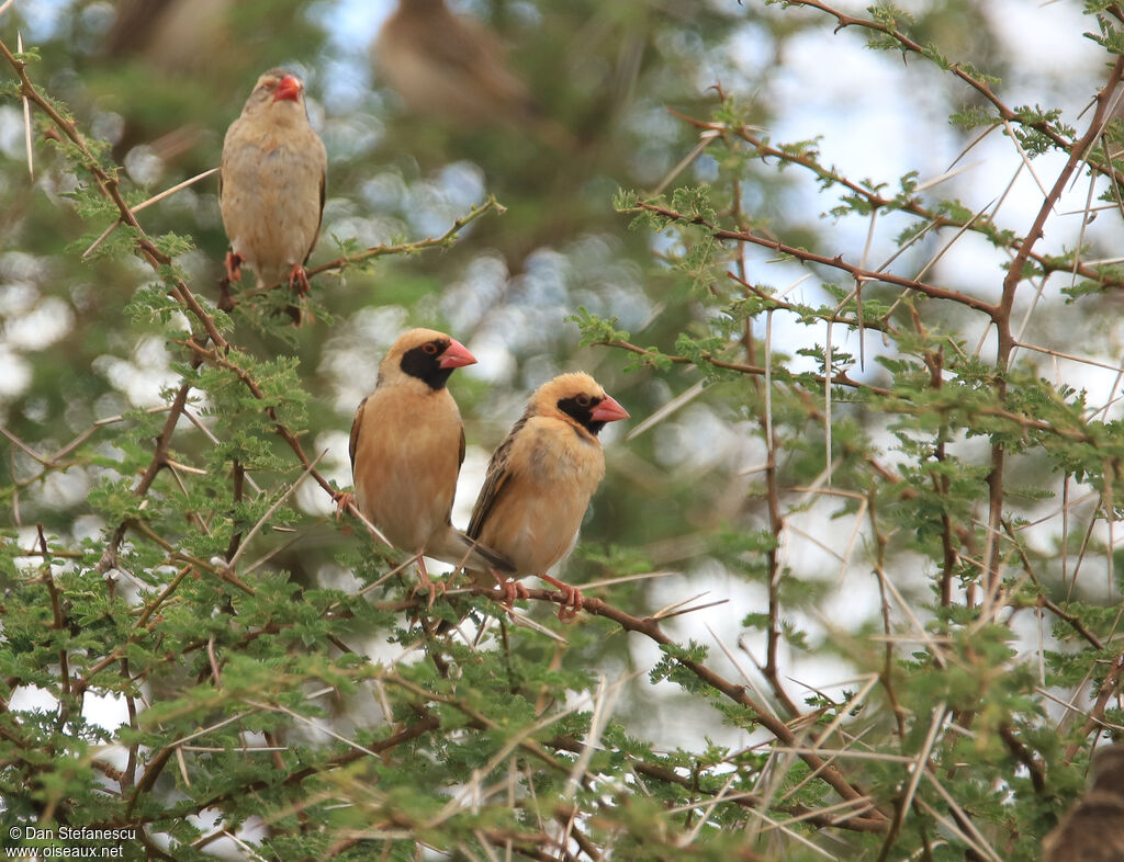 Red-billed Quelea male adult breeding