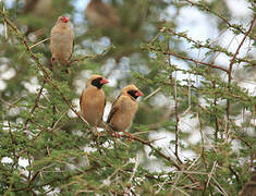 Red-billed Quelea