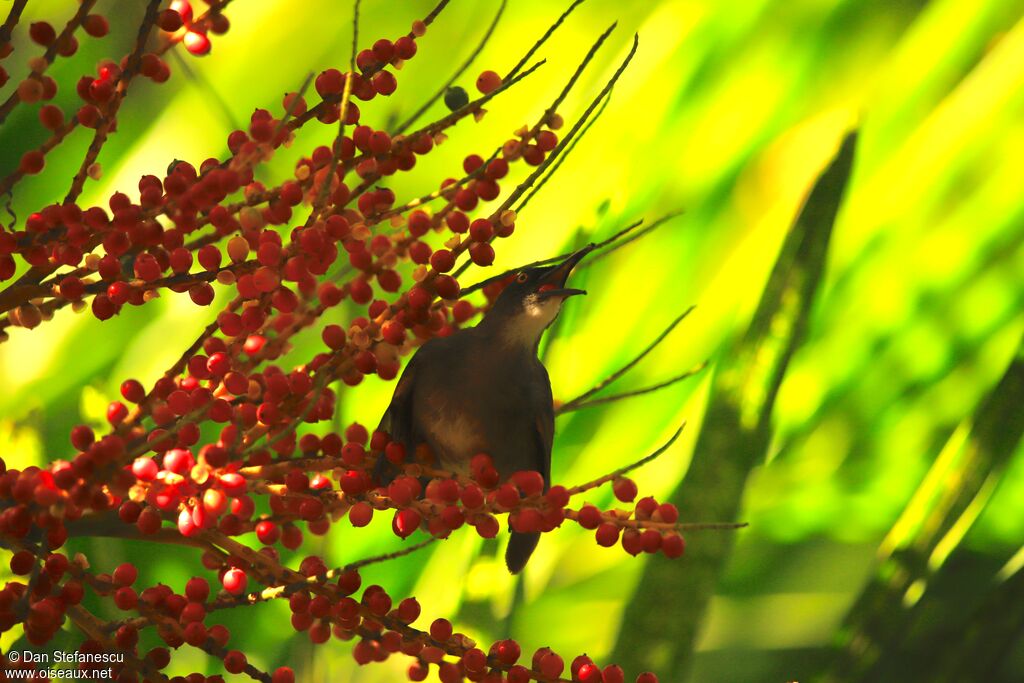 Grey Trembleradult, eats