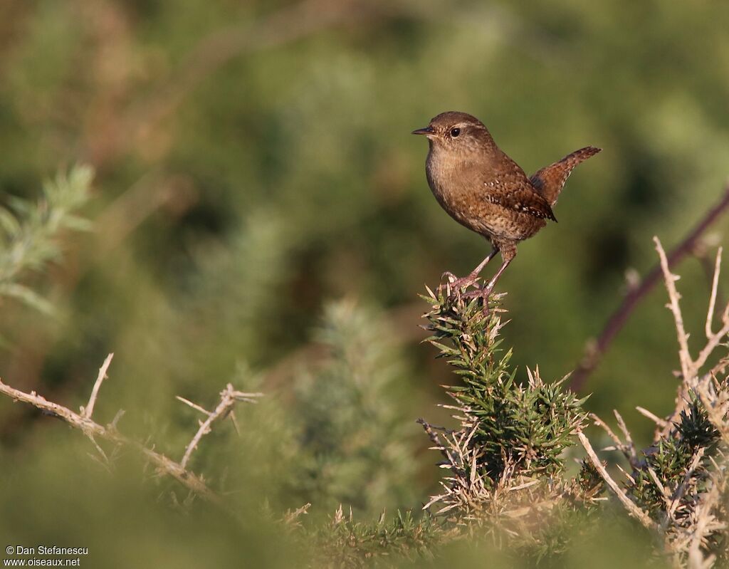 Eurasian Wrenadult