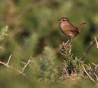 Eurasian Wren