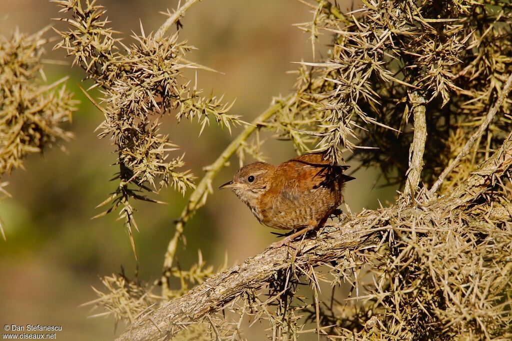 Eurasian Wrenjuvenile