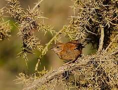 Eurasian Wren