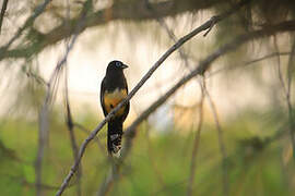 Trogon à tête noire