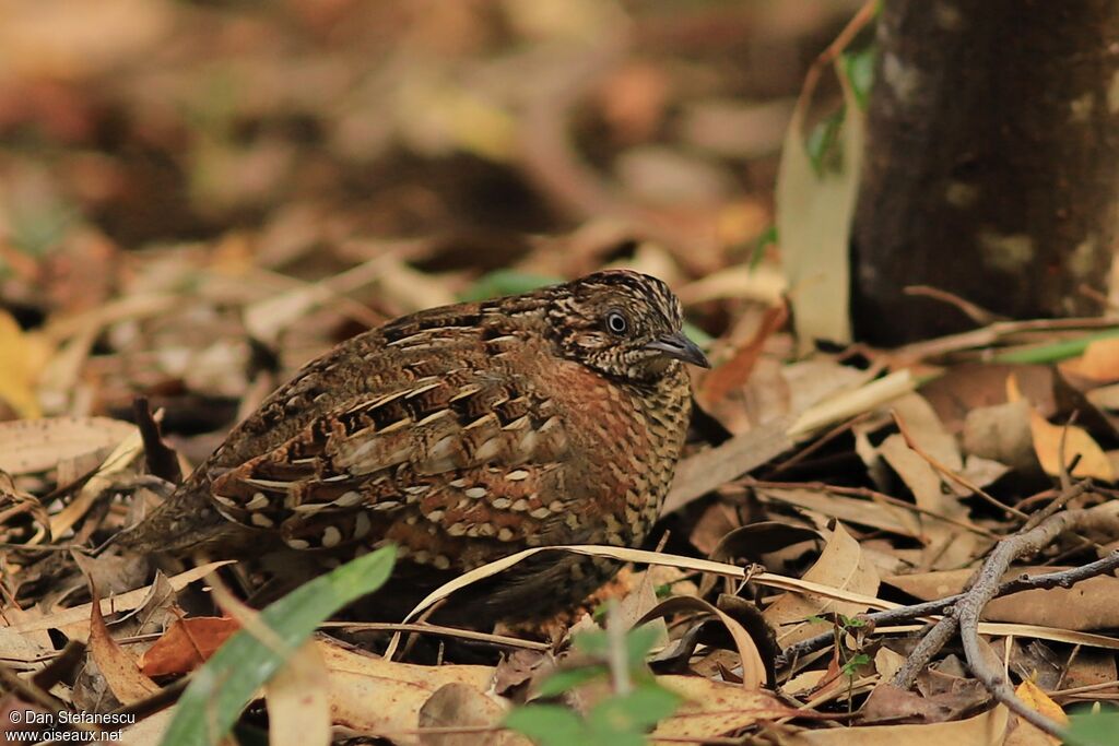 Madagascar Buttonquail male adult