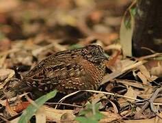 Madagascar Buttonquail