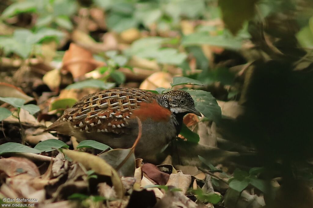 Madagascar Buttonquail female adult