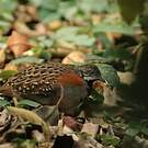 Turnix de Madagascar