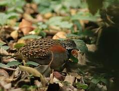 Madagascar Buttonquail