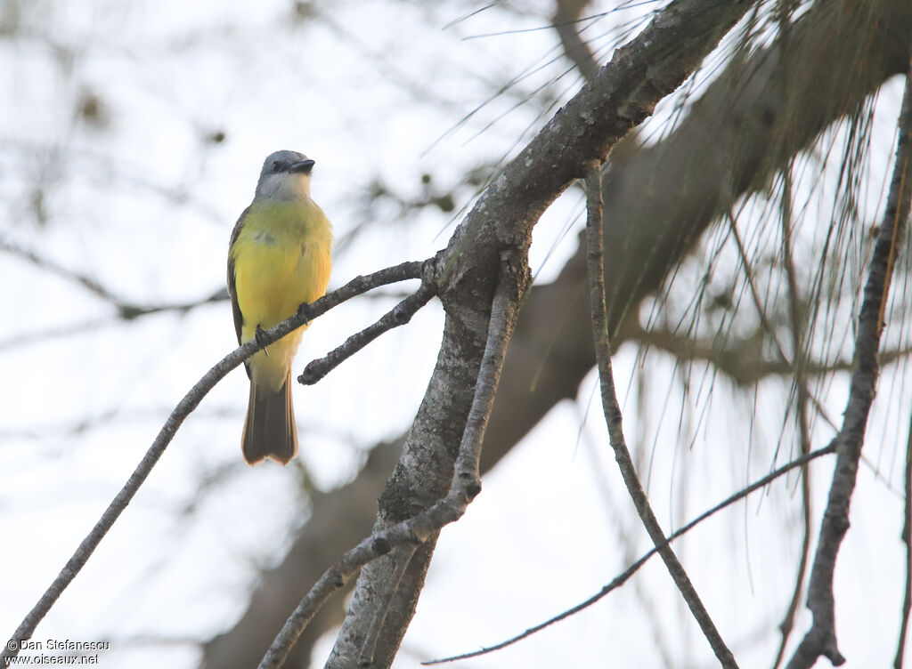 Couch's Kingbird