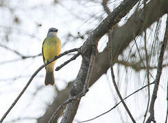 Couch's Kingbird
