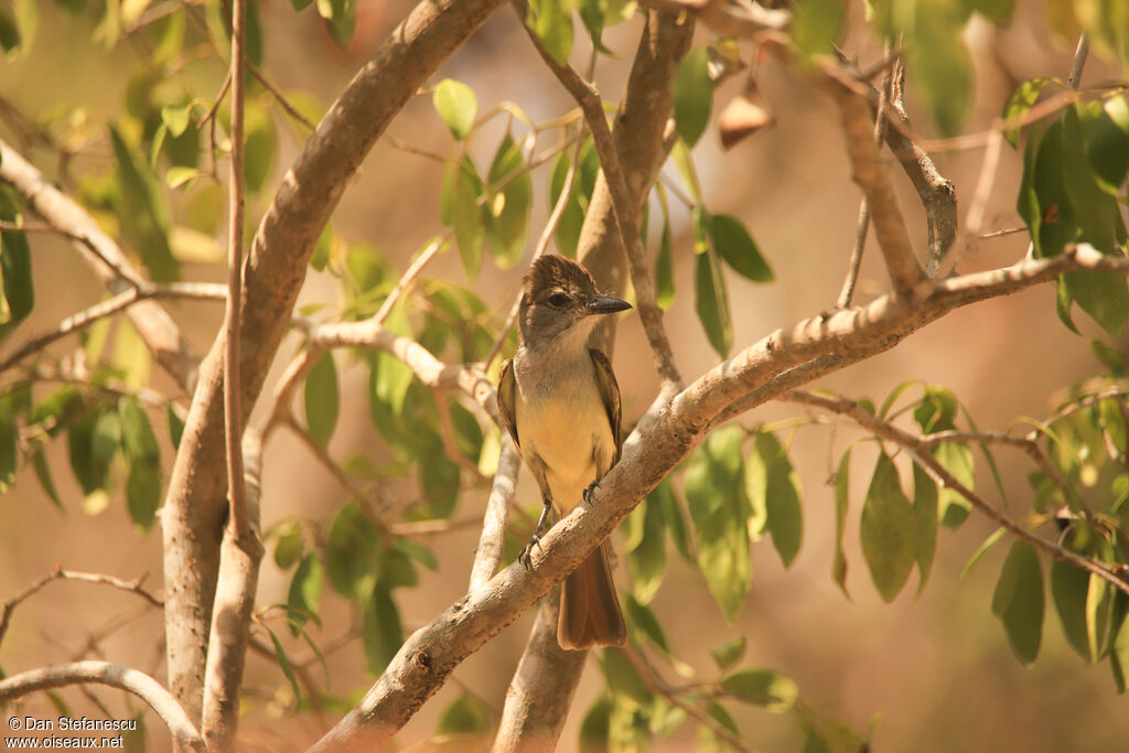 Brown-crested Flycatcheradult
