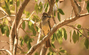 Brown-crested Flycatcher