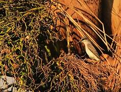 Grey Kingbird