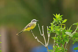 Tropical Kingbird