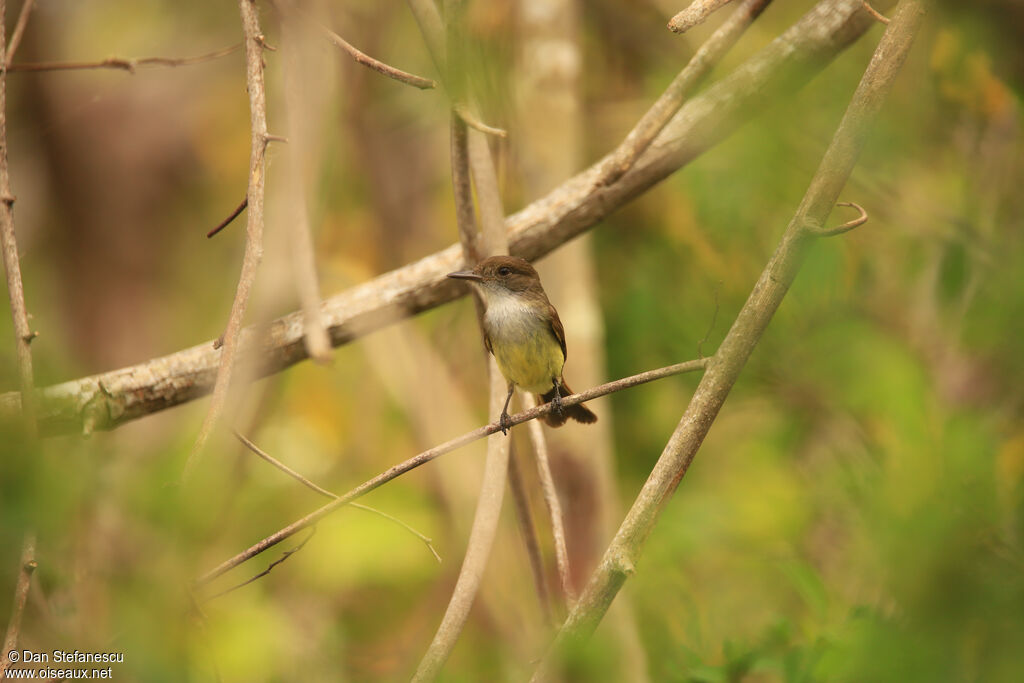 Dusky-capped Flycatcheradult