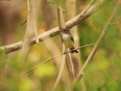 Dusky-capped Flycatcher