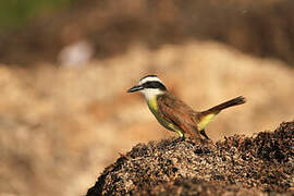 Great Kiskadee