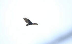 Turkey Vulture