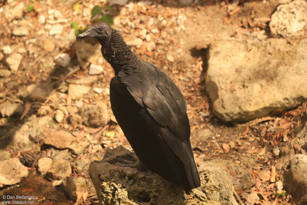 Urubu noirimmature
