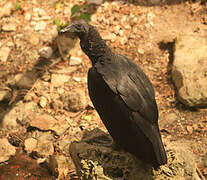 Black Vulture