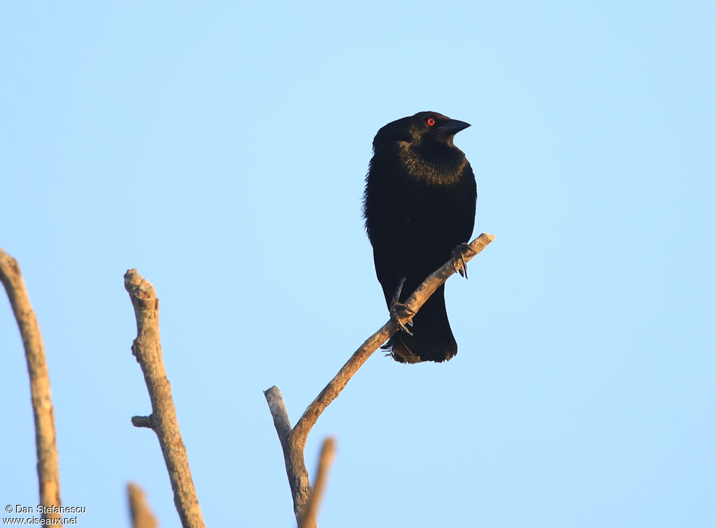 Bronzed Cowbird male adult