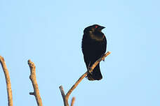 Vacher bronzé