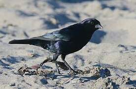 Shiny Cowbird