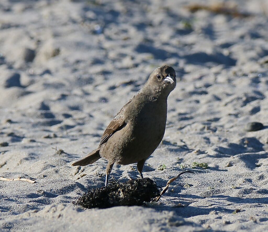 Shiny Cowbird female, walking