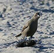 Shiny Cowbird