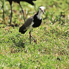 Vanneau à ailes blanches