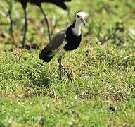 Long-toed Lapwing