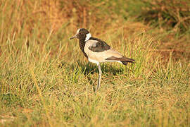 Blacksmith Lapwing