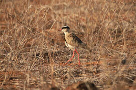 Crowned Lapwing