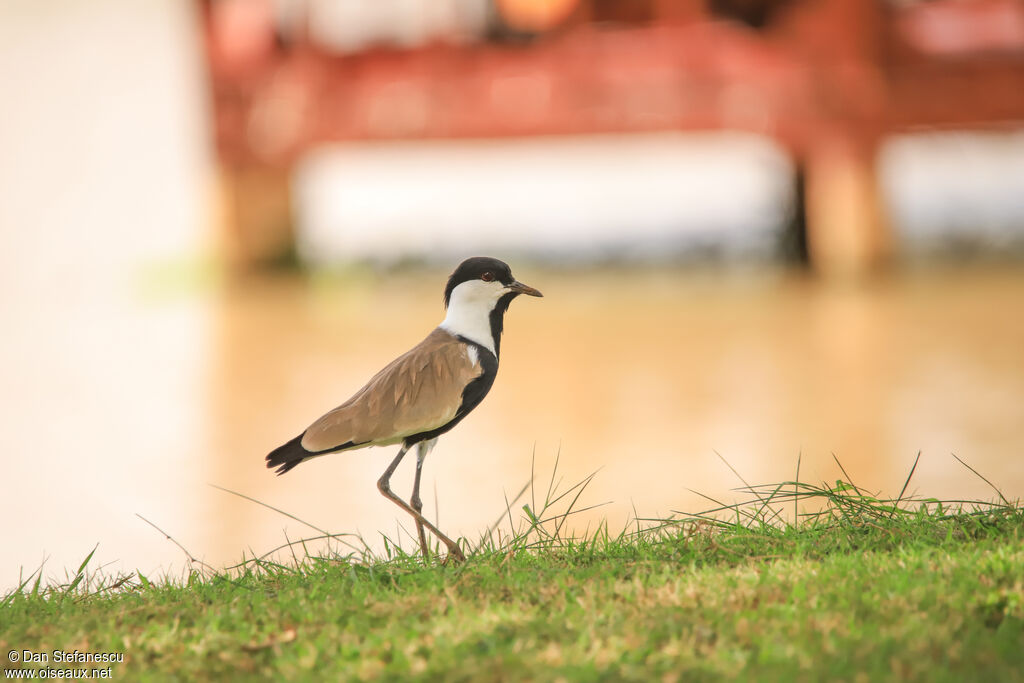 Spur-winged Lapwingadult, walking